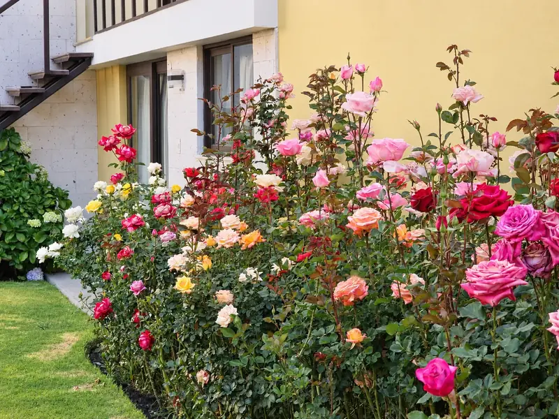 Rosas de colores en el jardín, junto a la escalera